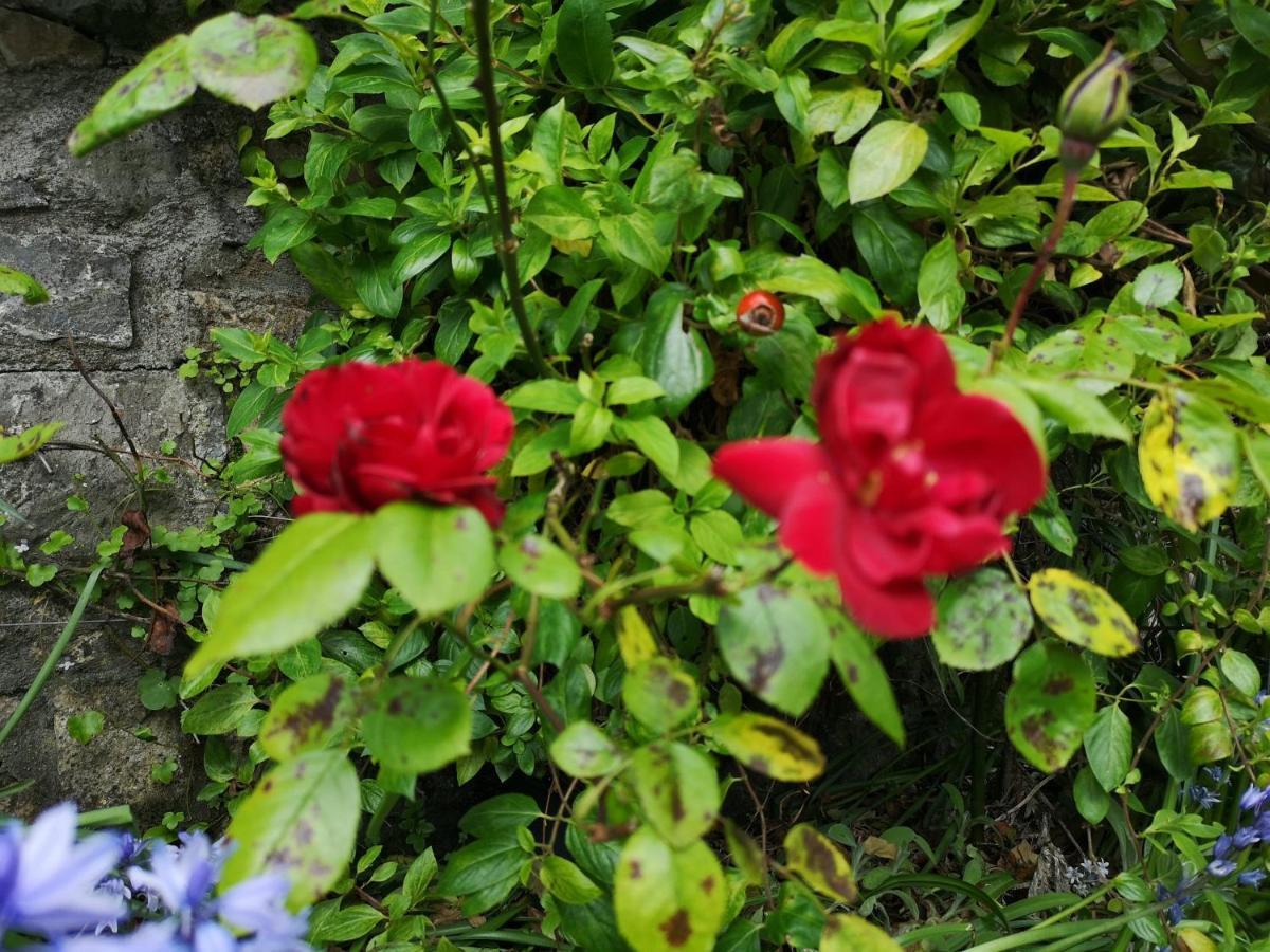 Townsend House Birr